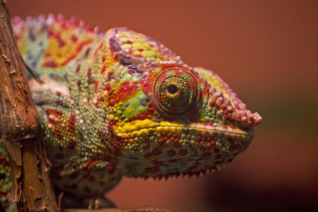 Cyber's Chameleon: Networks That Morph to Survive